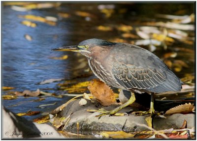 Hron vert ( Green Heron )