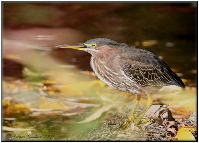 Héron vert ( Green Heron )