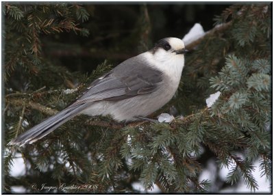 Msangeai du Canada ( Gray Jay )