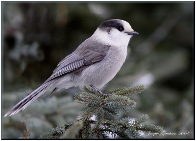 Msangeai du Canada ( Gray Jay )