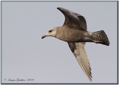 Goland argent ( Herring Gull )