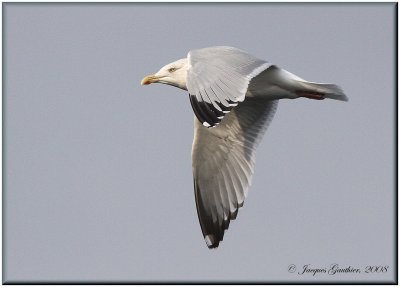 Goland argent ( Herring Gull )