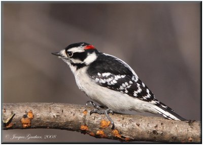 Pic mineur ( Downy Woodpecker )