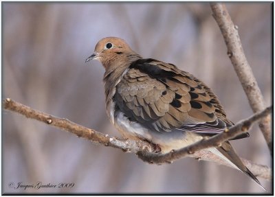 Tourterelle triste (Mourning Dove)