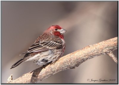 Roselin familier (House Finch)