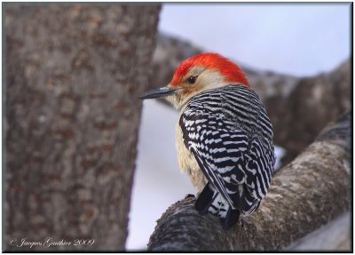  Pic  ventre roux ( Red-Bellied Woodpecker )