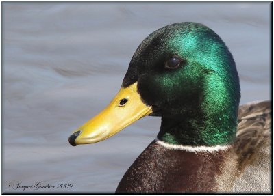 Canard colvert ( Mallard )