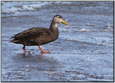 Canard noir ( American Black Duck )