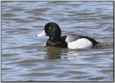 Fuligule milouinan ( Greater Scaup )