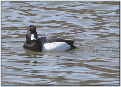 Petit Fuligule ( Lesser Scaup )