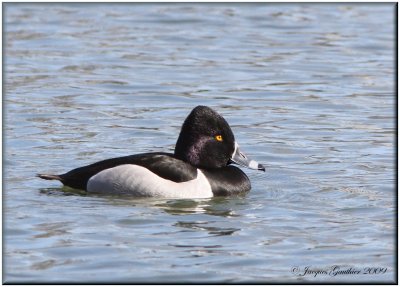 Fuligule à collier ( Ring-necked Duck )