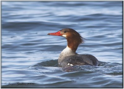 Grand Harle (Common Merganser)