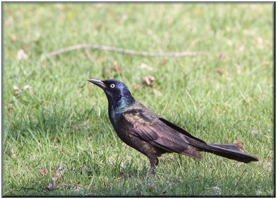 Quiscale bronz ( Common Grackle )