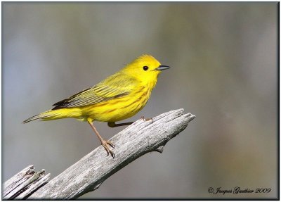 Paruline jaune ( Yellow Warbler )