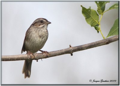 Bruant des marais ( Swamp Sparrow )