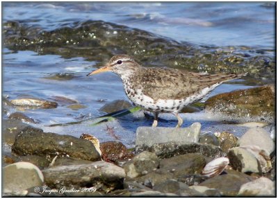 Chevalier grivel ( Spotted Sandpiper )