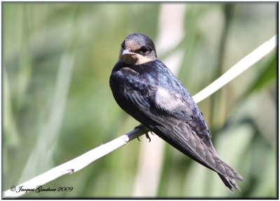 Hirondelle rustique ( Barn Swallow )