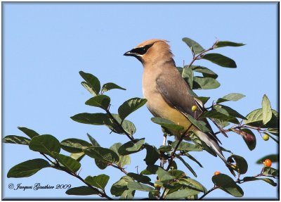 Jaseur d'Amrique ( Cedar Waxwing )