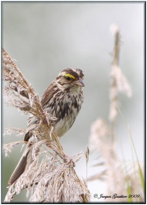 Bruant des prs ( Savannah Sparrow )