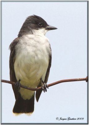 Tyran tritri ( Eastern Kingbird )