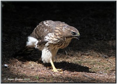 pervier de Cooper ( Cooper's Hawk )