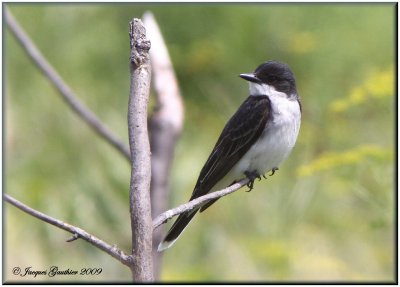 Tyran tritri ( Eastern Kingbird )