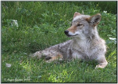  Coyote