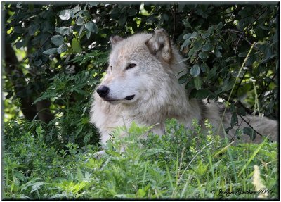 Loup