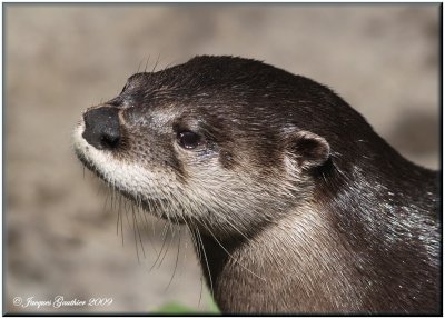 Loutre de rivire