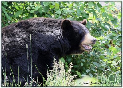 Ours noir