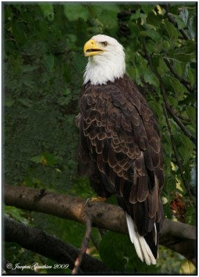 Pygarge  tte blanche (Bald Eagle)