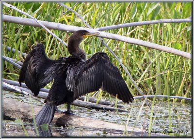 Cormorans