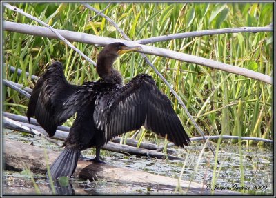  Cormoran  aigrettes ( Double-crested Cormorant )