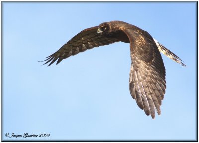 Busard Saint-Martin ( Northern Harrier )