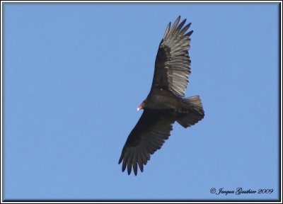 Urubu  tte rouge ( Turkey Vulture )