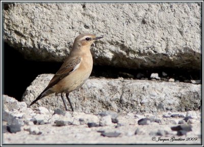 Traquet motteux ( Norther Wheatear )