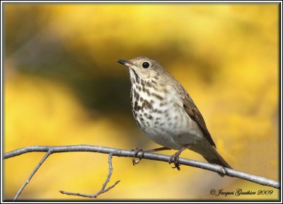 Grive solitaire ( Hermit Thrush )