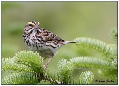 Bruant des prs ( Savannah Sparrow )