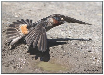  Hirondelle  front blanc ( Cliff Swallow )