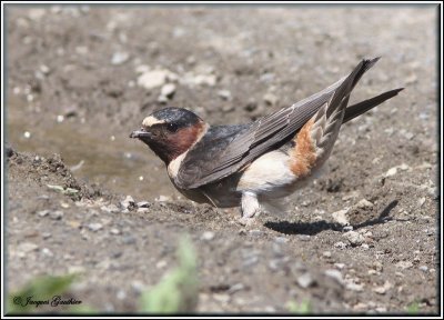 Hirondelle  front blanc ( Cliff Swallow )