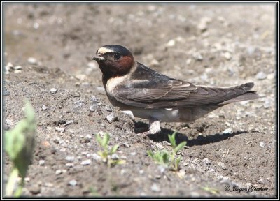 Hirondelle  front blanc ( Cliff Swallow )
