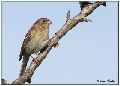 Bruant des champs ( Field Sparrow )