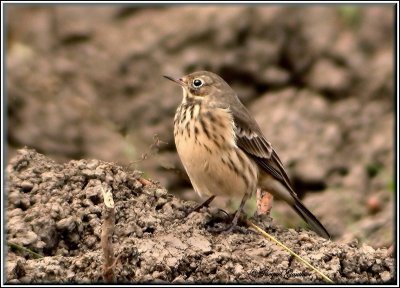  Pipit d'Amrique ( American Pipit )