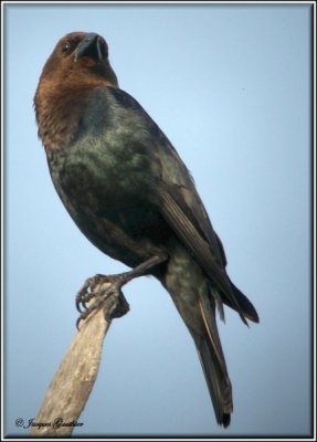 Vacher  tte brune ( Brown-headed Cowbird )