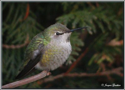 Colibri d'Anna ( Anna's Hummingbird )