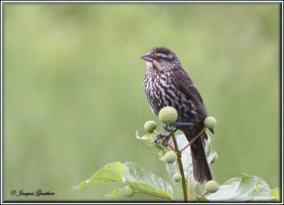 Carouge  paulettes ( Red-Winged Blackbird )