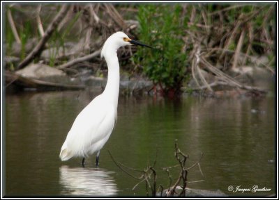 Aigrette neigeuse ( Snowy Egret )