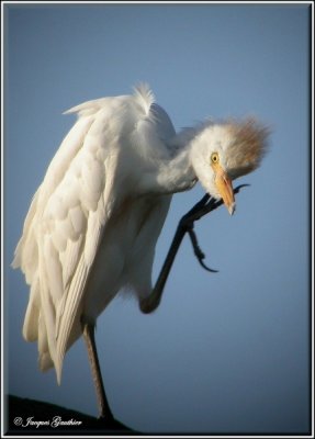 Hron garde-boeufs ( Cattle Egret )