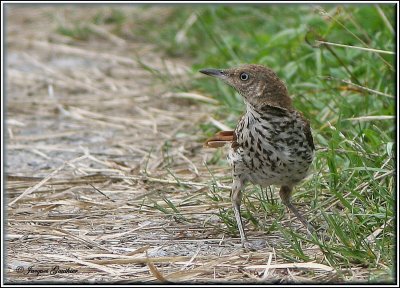 Moqueur roux ( Brown Thrasher )