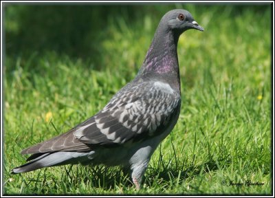 Pigeon biset  ( Rock Dove )